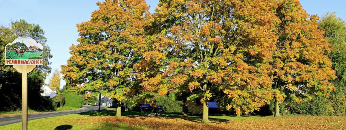 Autumn In Galleywood